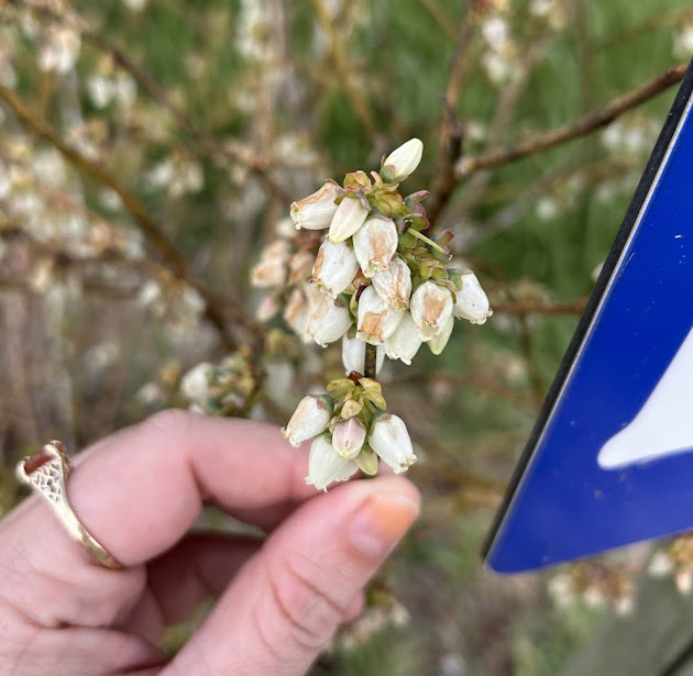 Frost damage on blueberry petals.